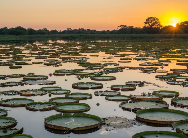 Pantanal
